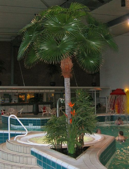 Palma Fan, 375cm
